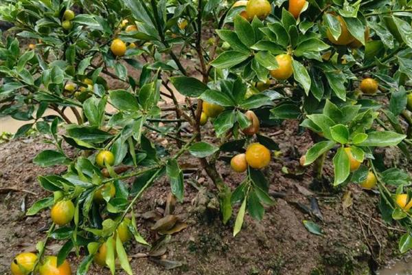 脆皮金桔盆栽的养殖方法,根据植株的生长状态进行施肥