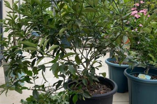 脆皮金桔盆栽的养殖方法,根据植株的生长状态进行施肥