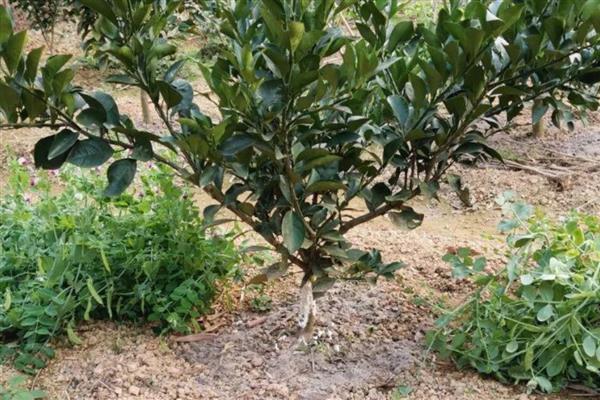 脆皮金桔盆栽的养殖方法,根据植株的生长状态进行施肥