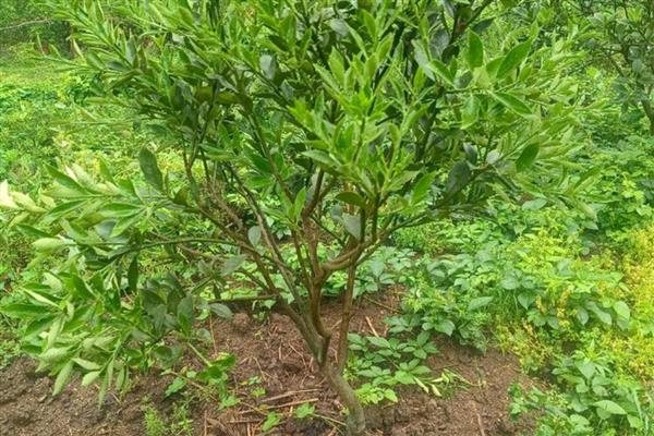 脆皮金桔盆栽的养殖方法,根据植株的生长状态进行施肥