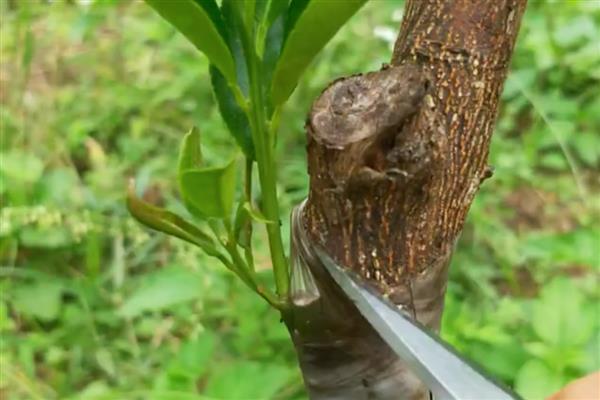 脆皮金桔盆栽的养殖方法,根据植株的生长状态进行施肥