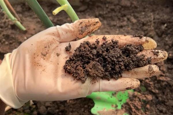 怎么养小发财树,春秋每3-5天浇一次水