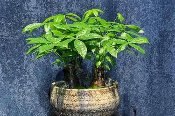怎么养小发财树,春秋每3-5天浇一次水