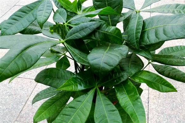 怎么养小发财树,春秋每3-5天浇一次水