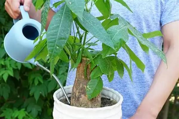 怎么养小发财树,春秋每3-5天浇一次水