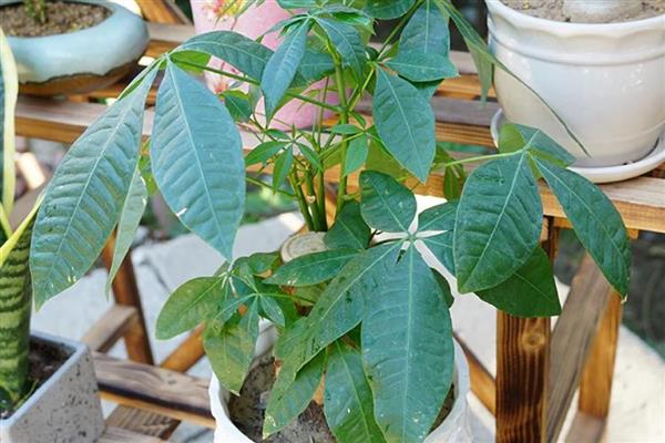 怎么养小发财树,春秋每3-5天浇一次水