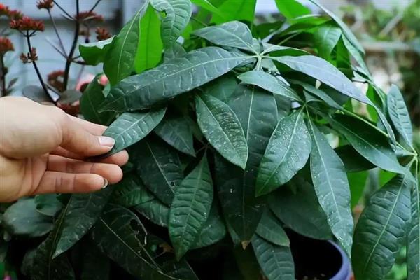 怎么养小发财树,春秋每3-5天浇一次水