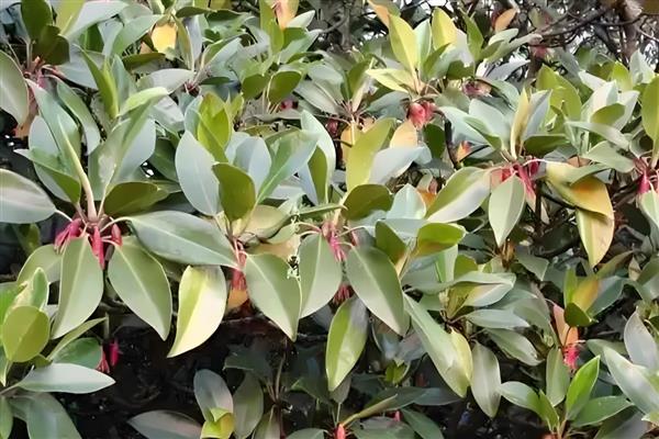有什么真红树林植物,常见红树、秋茄、桐花树等品种