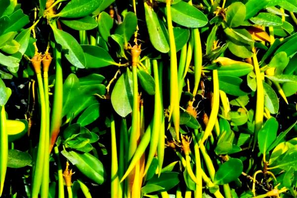 有什么真红树林植物,常见红树、秋茄、桐花树等品种