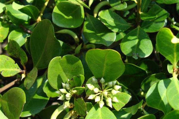 有什么真红树林植物,常见红树、秋茄、桐花树等品种