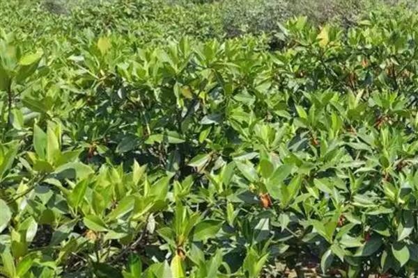 有什么真红树林植物,常见红树、秋茄、桐花树等品种
