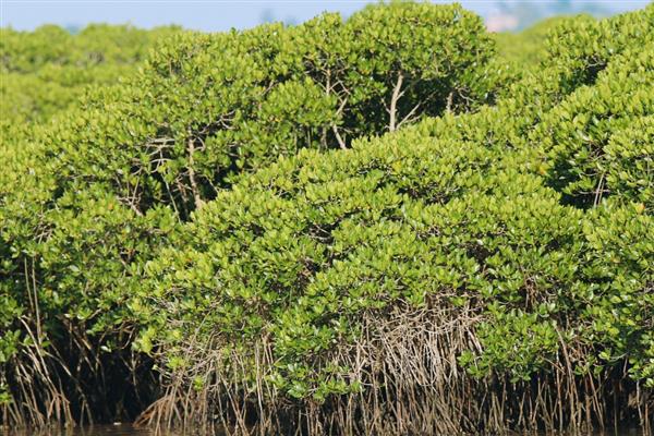 有什么真红树林植物,常见红树、秋茄、桐花树等品种