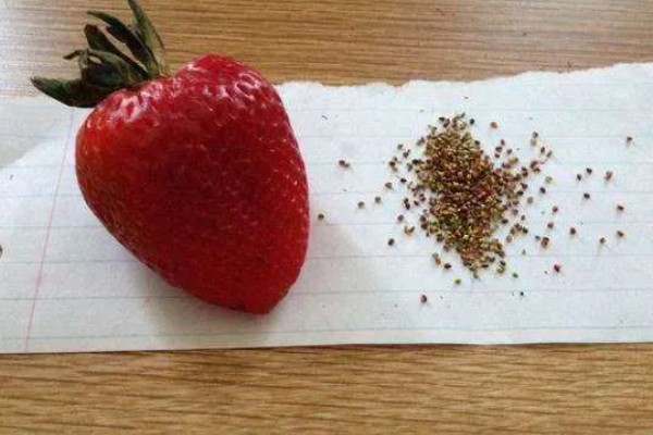 草莓有没有种子，呈螺旋形分布在果肉上
