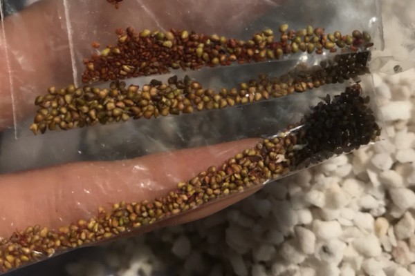 草莓有没有种子，呈螺旋形分布在果肉上