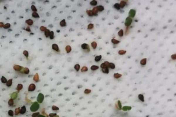 草莓有没有种子，呈螺旋形分布在果肉上