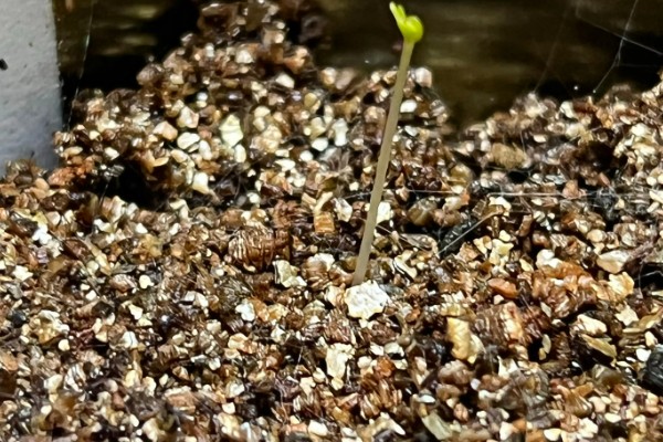 草莓有没有种子，呈螺旋形分布在果肉上