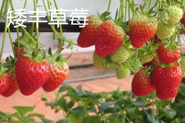 草莓有没有种子，呈螺旋形分布在果肉上