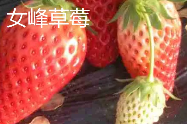 草莓有没有种子，呈螺旋形分布在果肉上