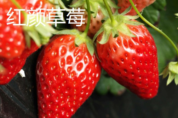 草莓有没有种子，呈螺旋形分布在果肉上