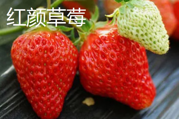 草莓有没有种子，呈螺旋形分布在果肉上