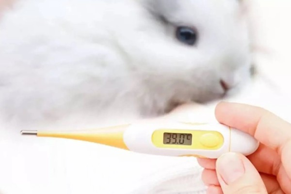 判断兔子是否发烧的方法,肛温高于40℃就代表发烧