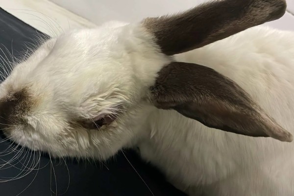 判断兔子是否发烧的方法,肛温高于40℃就代表发烧