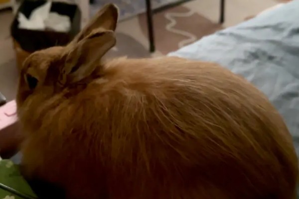 判断兔子是否发烧的方法,肛温高于40℃就代表发烧