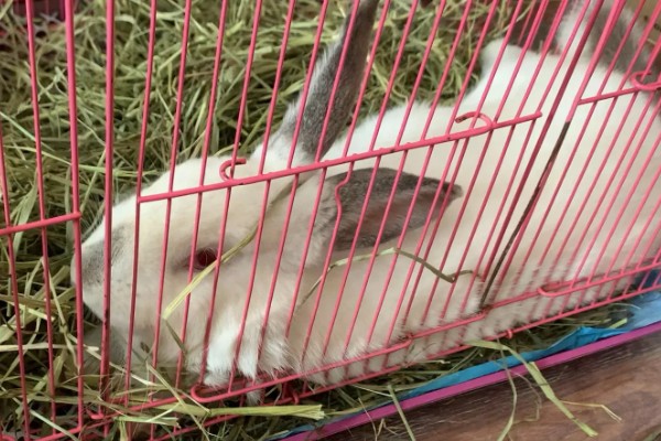 判断兔子是否发烧的方法,肛温高于40℃就代表发烧