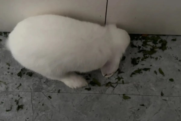 判断兔子是否发烧的方法,肛温高于40℃就代表发烧