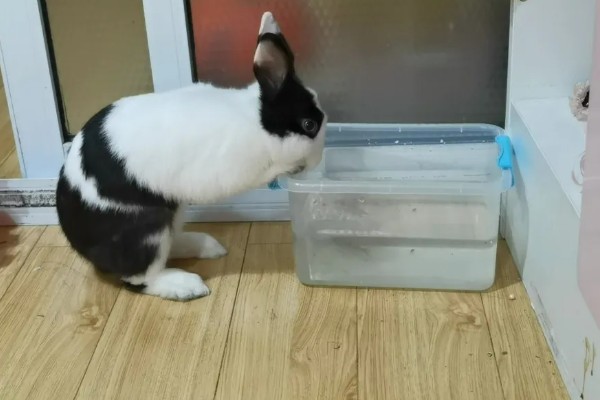 判断兔子是否发烧的方法,肛温高于40℃就代表发烧