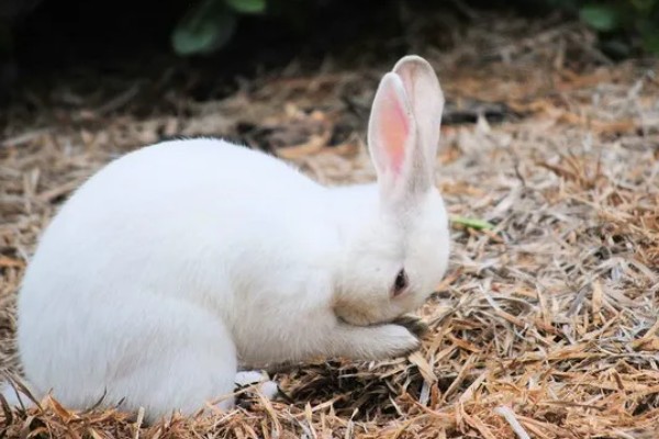 判断兔子是否发烧的方法,肛温高于40℃就代表发烧