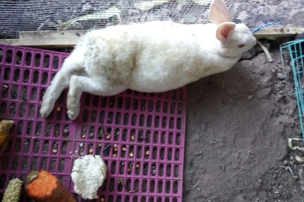 判断兔子是否发烧的方法,肛温高于40℃就代表发烧