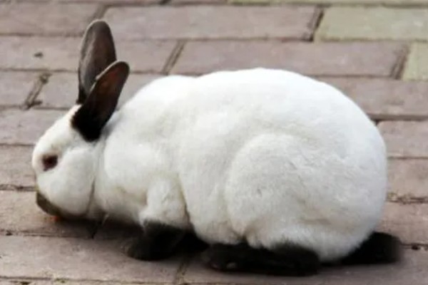 判断兔子是否发烧的方法,肛温高于40℃就代表发烧