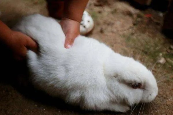 判断兔子是否发烧的方法,肛温高于40℃就代表发烧