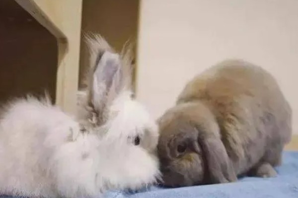 判断兔子是否发烧的方法,肛温高于40℃就代表发烧