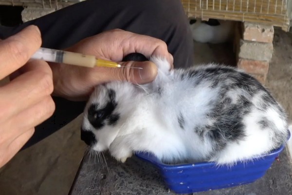 判断兔子是否发烧的方法,肛温高于40℃就代表发烧