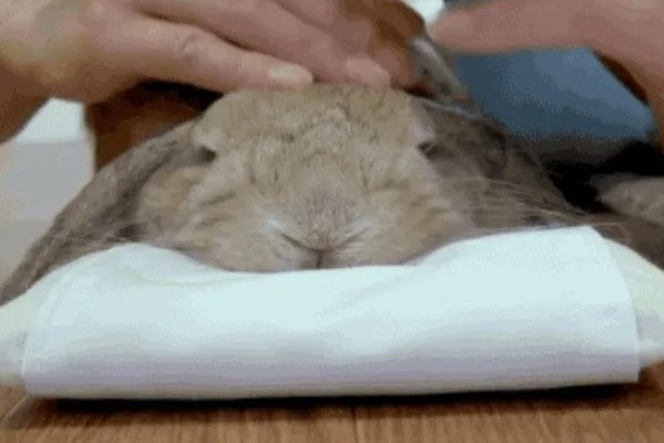 判断兔子是否发烧的方法,肛温高于40℃就代表发烧