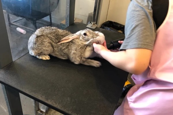 判断兔子是否发烧的方法,肛温高于40℃就代表发烧