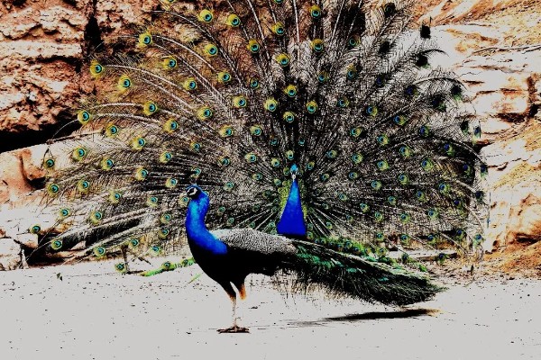孔雀会开屏的原因，求偶、受惊、防御示威时都会开屏