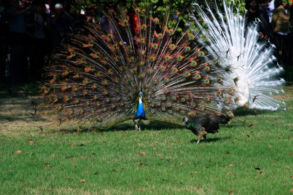 孔雀会开屏的原因，求偶、受惊、防御示威时都会开屏