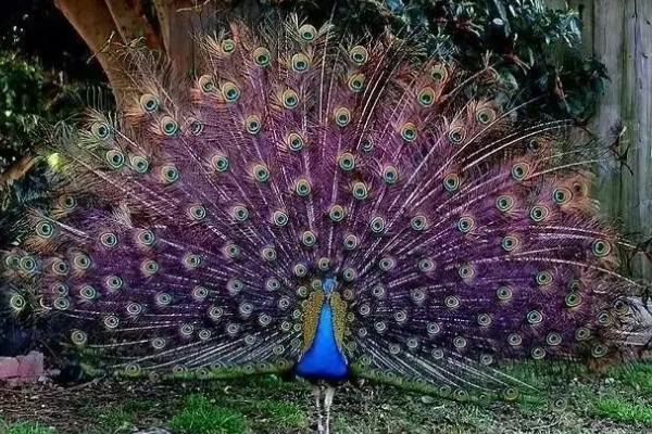 孔雀会开屏的原因，求偶、受惊、防御示威时都会开屏