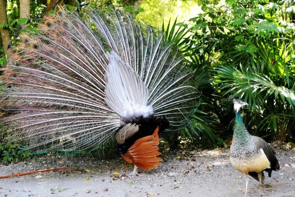 孔雀会开屏的原因，求偶、受惊、防御示威时都会开屏