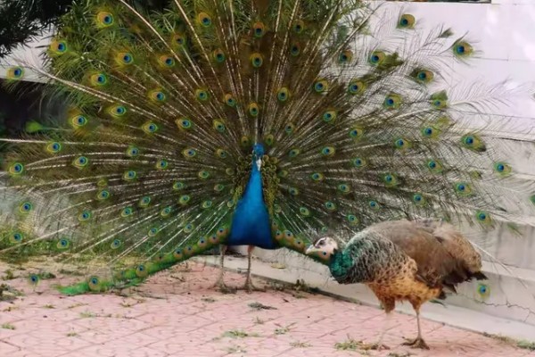 孔雀会开屏的原因，求偶、受惊、防御示威时都会开屏