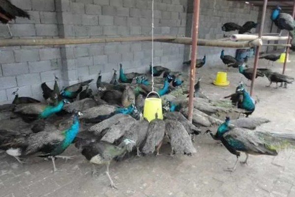 孔雀会开屏的原因，求偶、受惊、防御示威时都会开屏