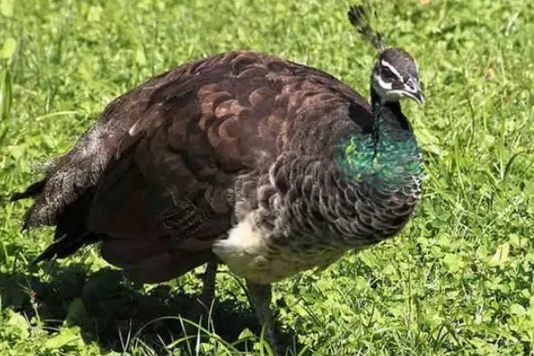 孔雀会开屏的原因，求偶、受惊、防御示威时都会开屏