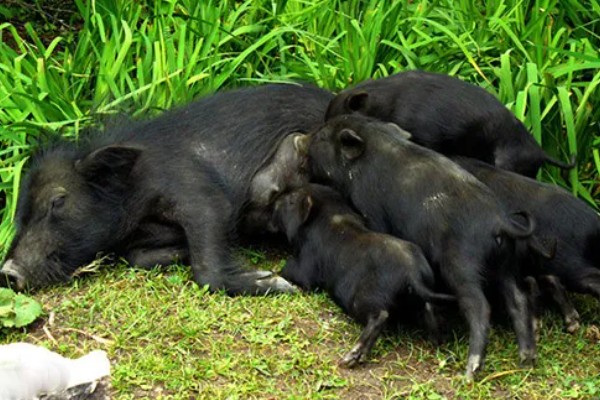 藏香猪适合养在哪里,在四川、江西、山东等省份发展迅速