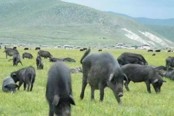 藏香猪适合养在哪里,在四川、江西、山东等省份发展迅速