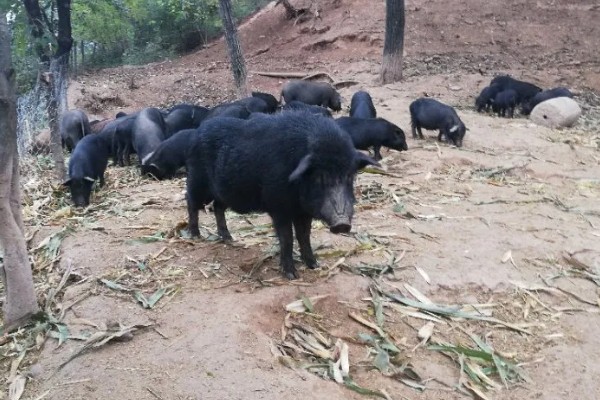 藏香猪适合养在哪里,在四川、江西、山东等省份发展迅速