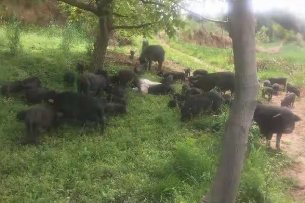 藏香猪适合养在哪里,在四川、江西、山东等省份发展迅速