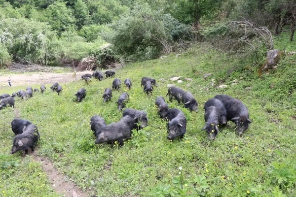 藏香猪适合养在哪里,在四川、江西、山东等省份发展迅速